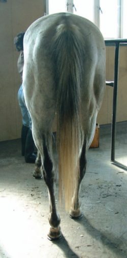 Base narrow, weak hocks