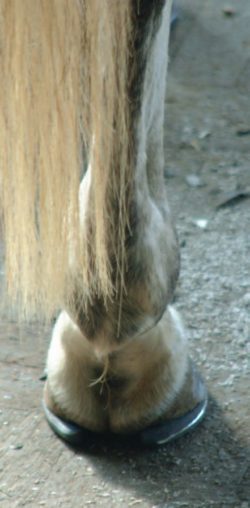 Hind limb ample heel support