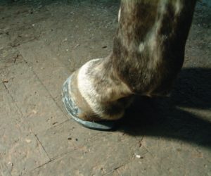 Moderate lateral extension