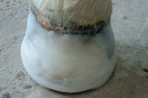 After hoof reconstruction
