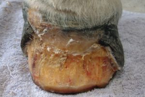 Before hoof reconstruction