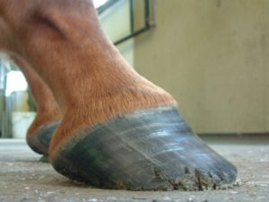 Thoroughbred foot