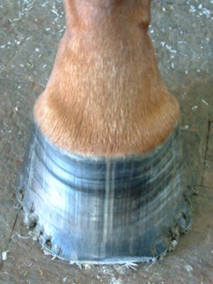 Thoroughbred foot