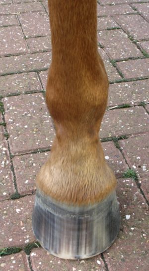 Close up of 13 yr old ideal hoof fore foot