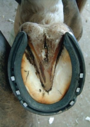 A hind shod foot - shod to the heel