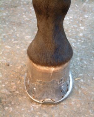 Front left fore showing a contracted lateral side of foot