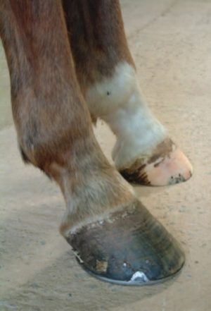Hind foot with shoe left on too long and other hoof trimmed