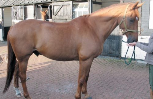 13 year old dressage horse which has never been shod