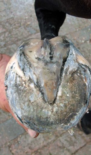 Flat foot, not suitable to go bare foot