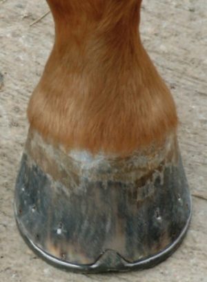 Well shod front foot